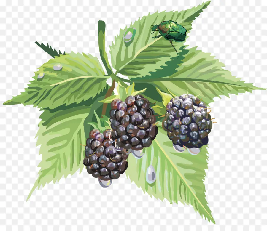 Blackberry，Daun Daun PNG