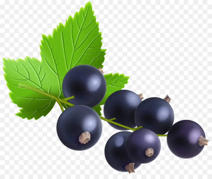 Blackcurrant，Redcurrant PNG