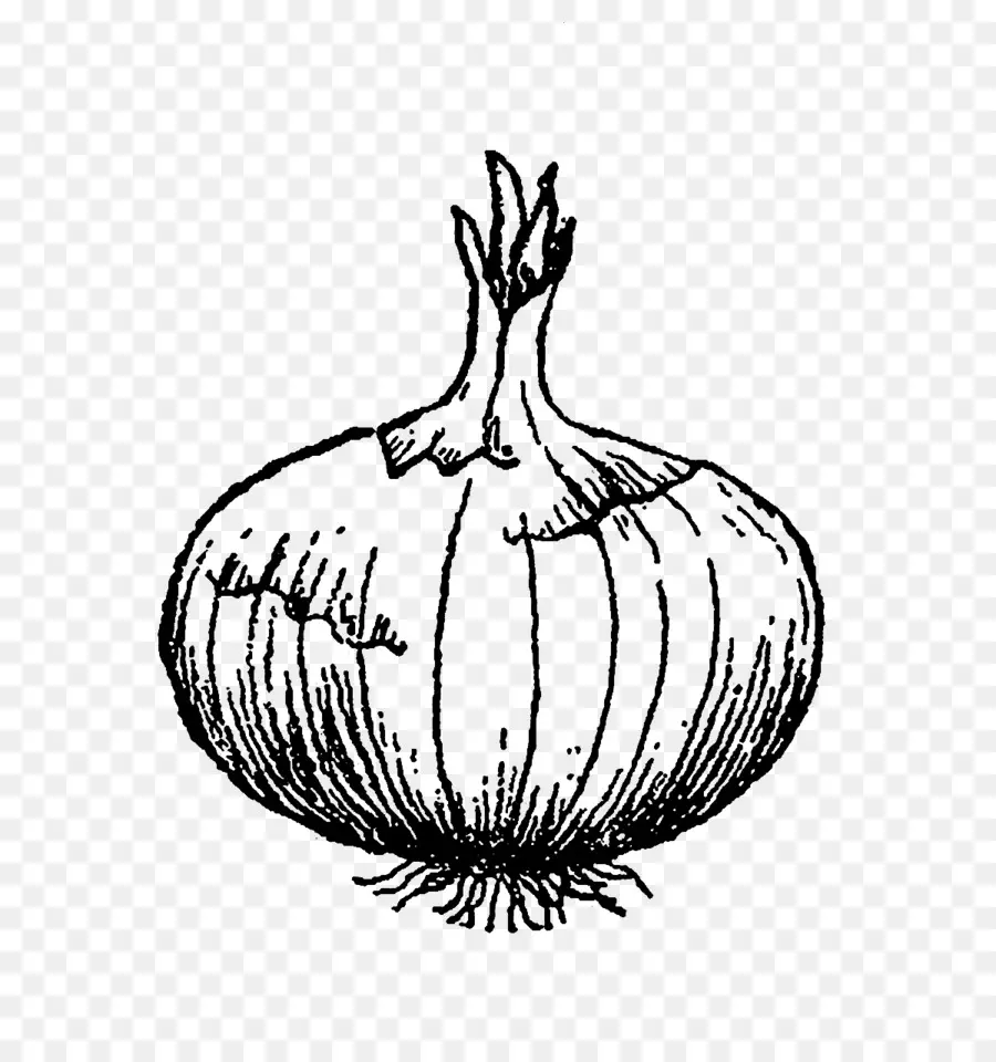 Gambar Bawang，Sketsa PNG