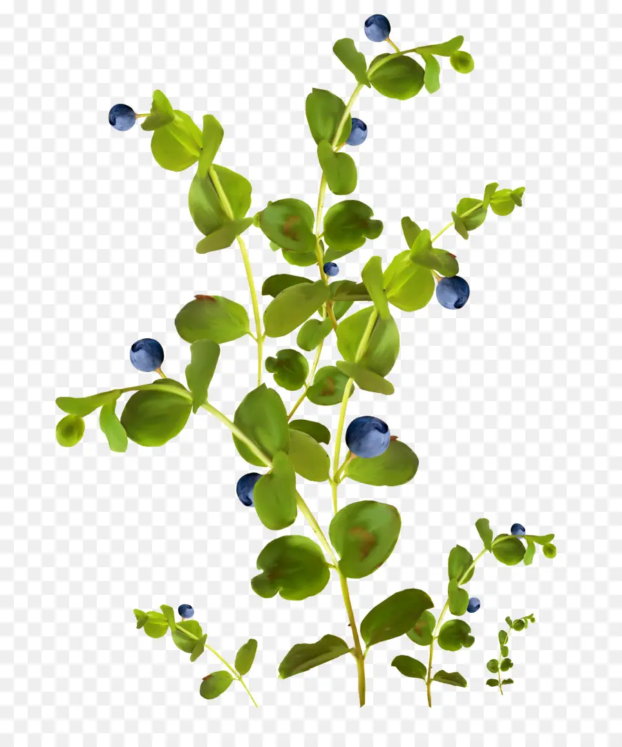 Tanaman Blueberry，Daun Daun PNG