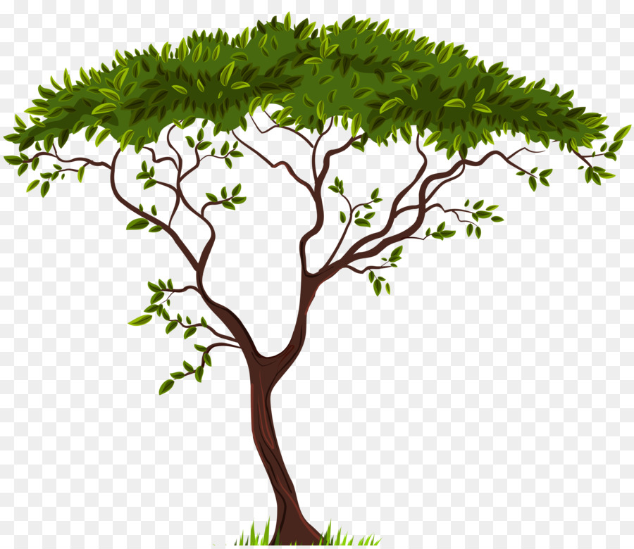 Pohon，Cabang PNG