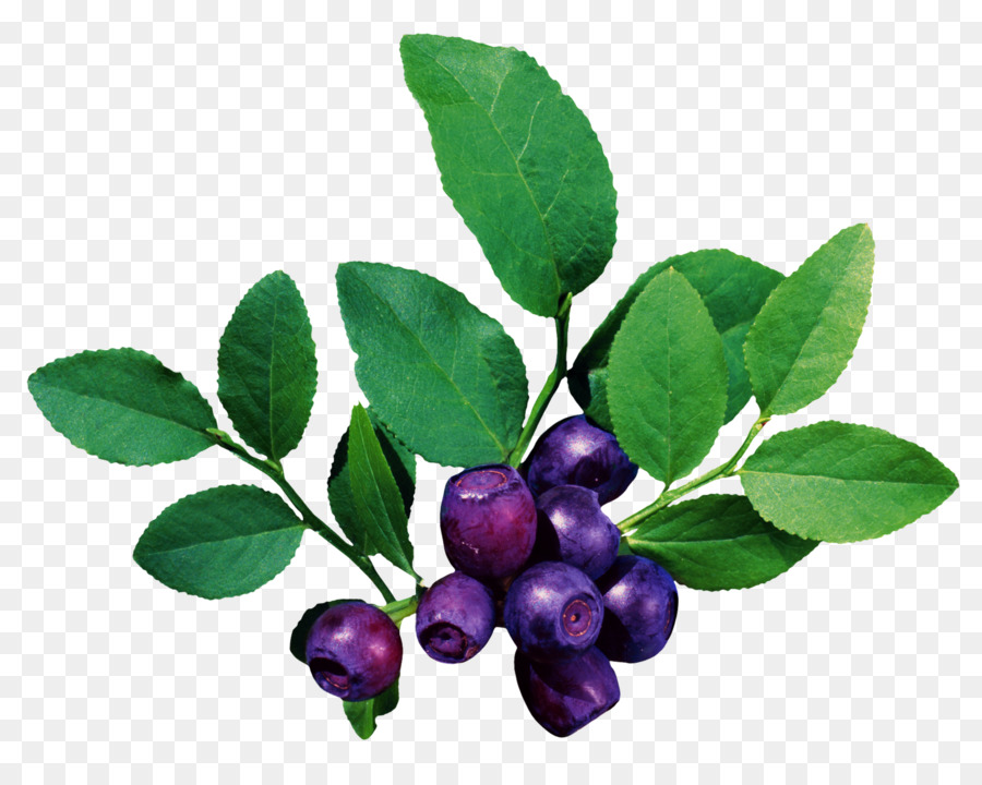 Buah，Blueberry PNG