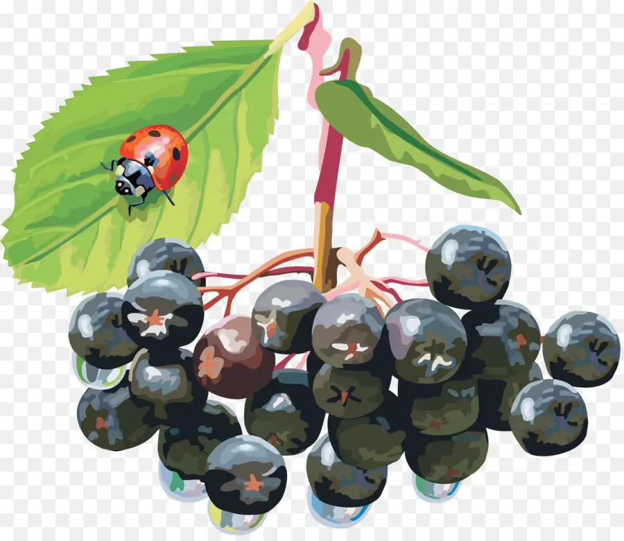 Berry Hitam，Daun PNG