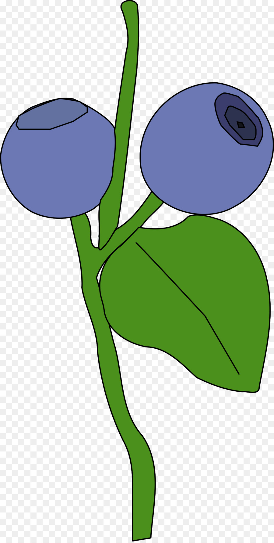 Berry，Blueberry PNG