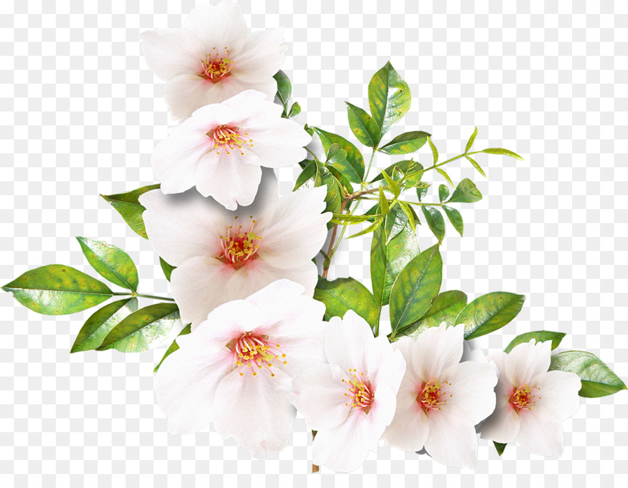Bunga Putih Bunga Potong Gambar Png