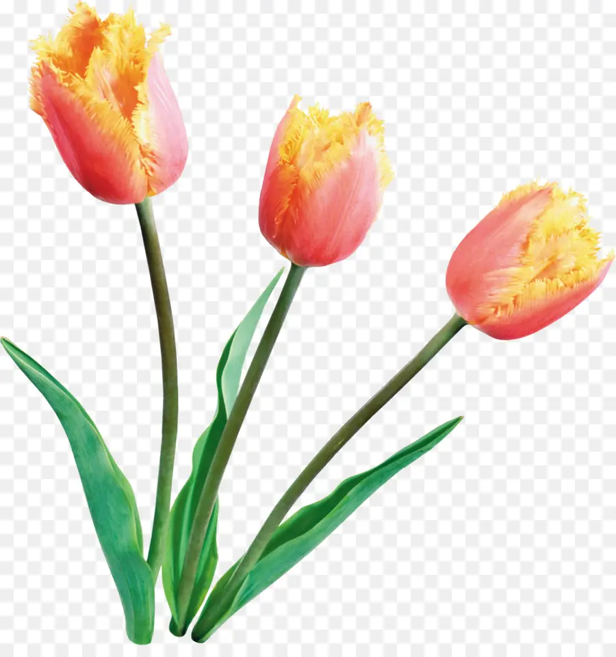 Tulip Kuning，Buket PNG