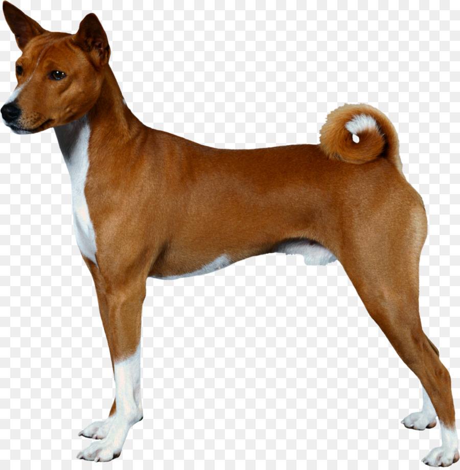 Anjing，Peliharaan PNG