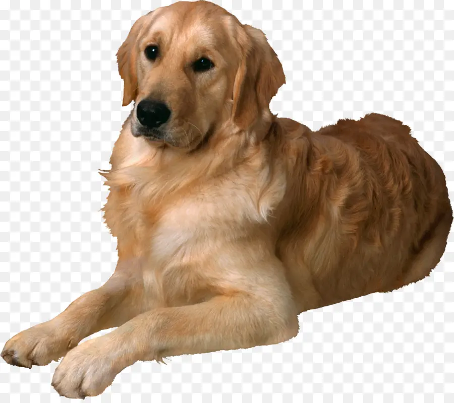 Anjing Golden Retriever，Anjing PNG