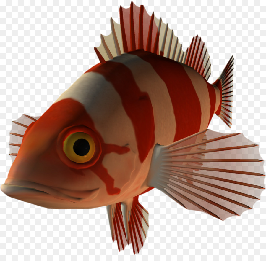 Ikan Kartun，Ikan PNG