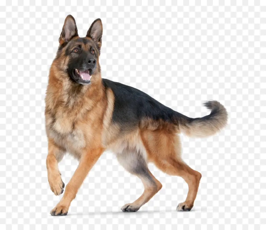 Gembala Jerman，Anjing PNG