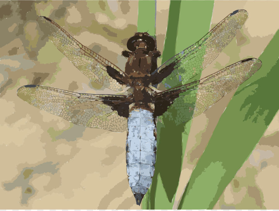 Libellula Depressa，Serangga PNG