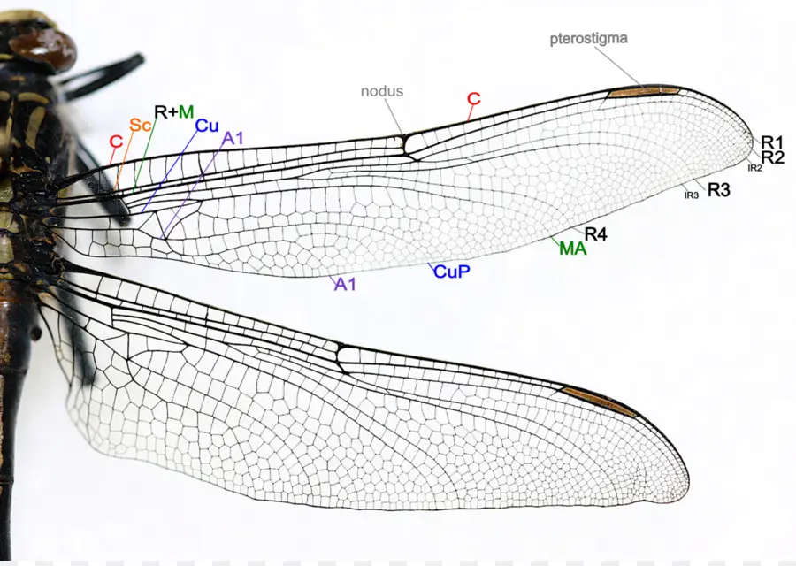 Sayap Capung，Capung PNG