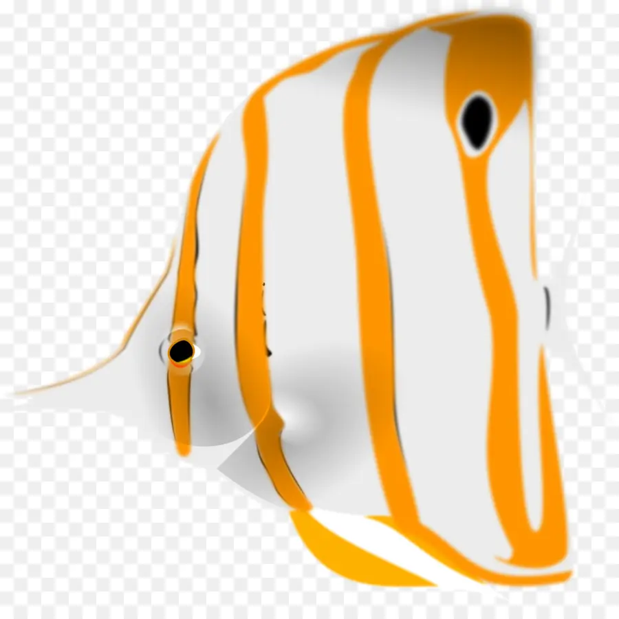 Chaetodon，Copperband Butterflyfish PNG