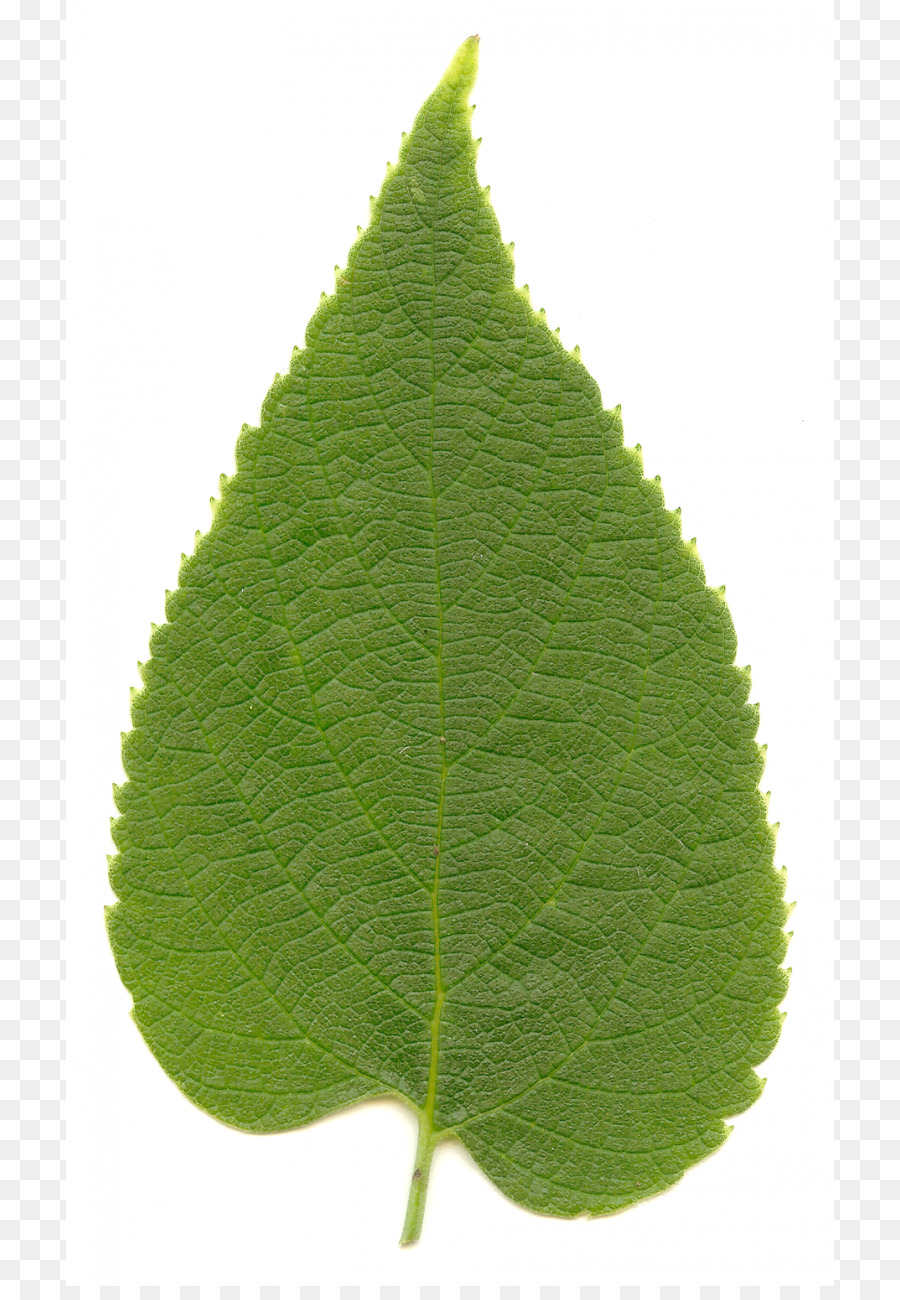 Celtis Barat，Celtis Halus PNG