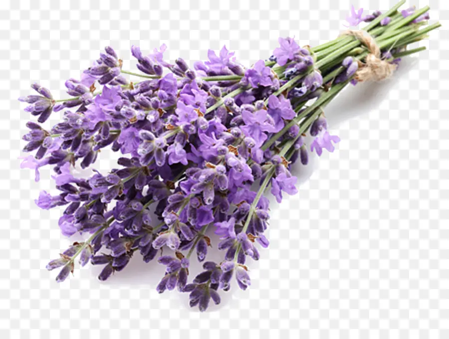 Buket Bunga Lavender，Ungu PNG