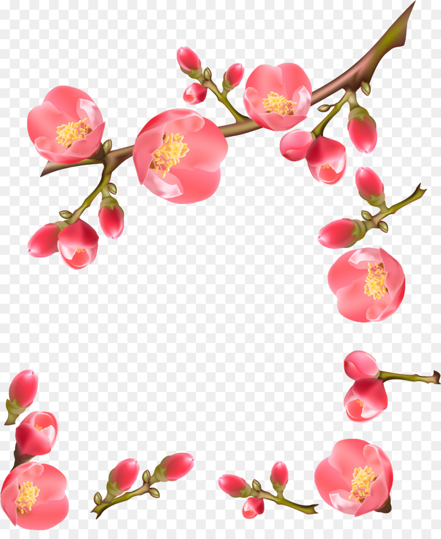 Bunga Sakura，Bunga PNG