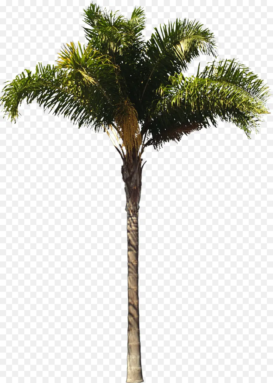 Arecaceae，Ratu Kelapa Sawit PNG