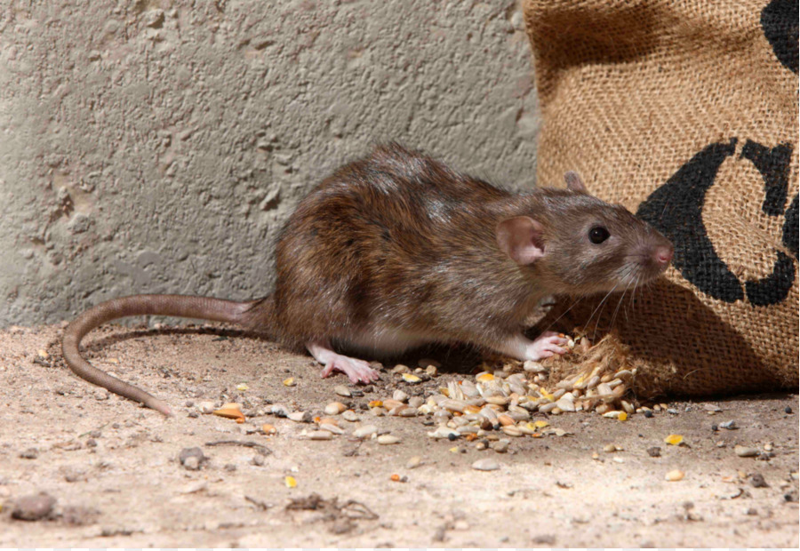 Tikus Coklat，Hewan Pengerat PNG