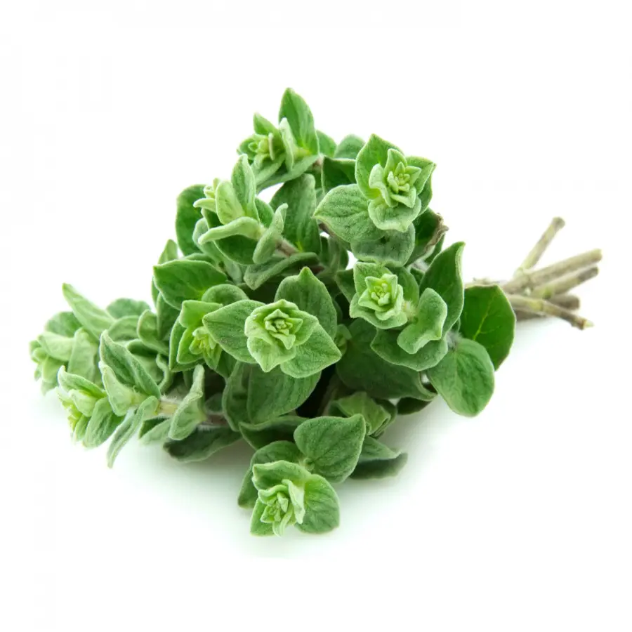 Oregano，Herba PNG