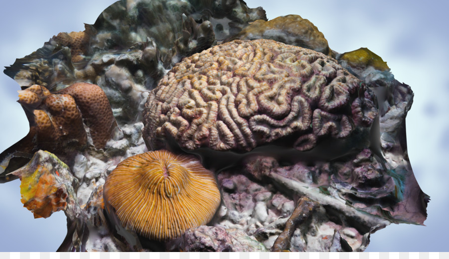 Great Barrier Reef，Terumbu PNG