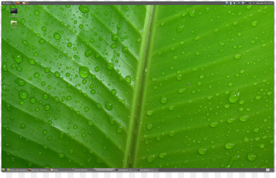 Desktop Wallpaper，Daun PNG