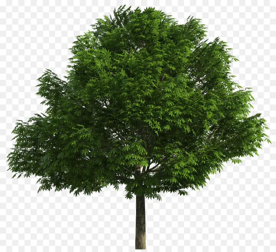 Pohon Pohon Asli Australia，Pohon PNG