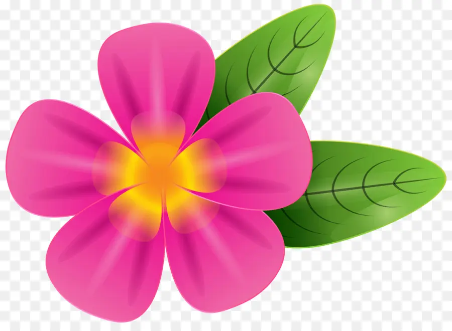 Plumeria Alba，Gratis PNG