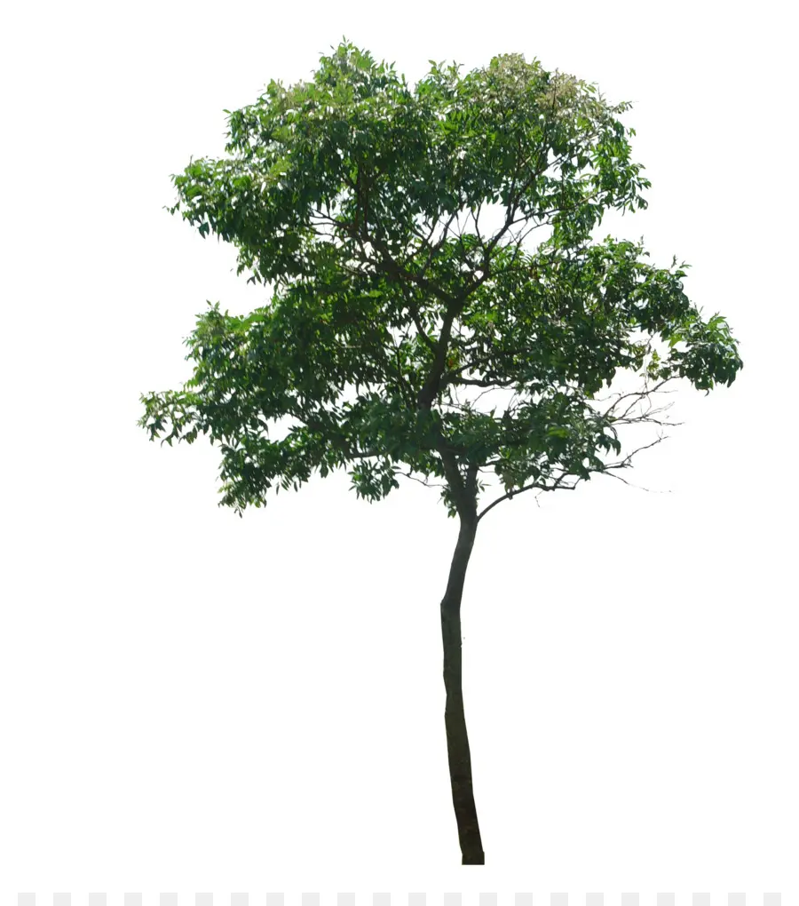 Pohon，Simpur Philippinensis PNG