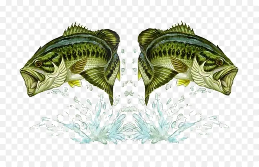 Bass Memancing，Double Bass PNG