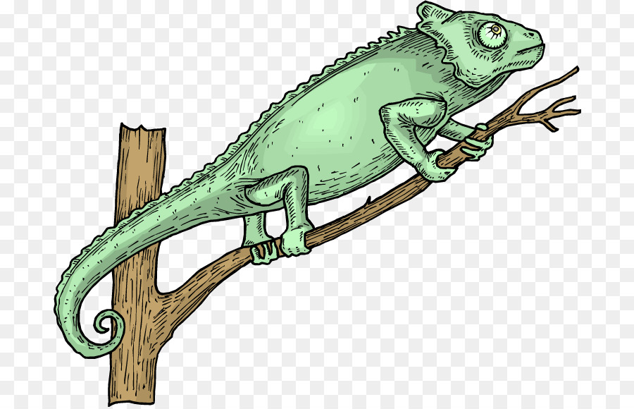 Kadal Bunglon  Iguana Hijau gambar png