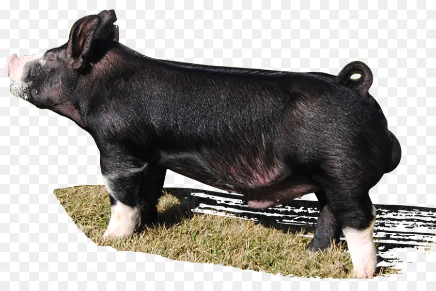 Babi，Peternakan PNG