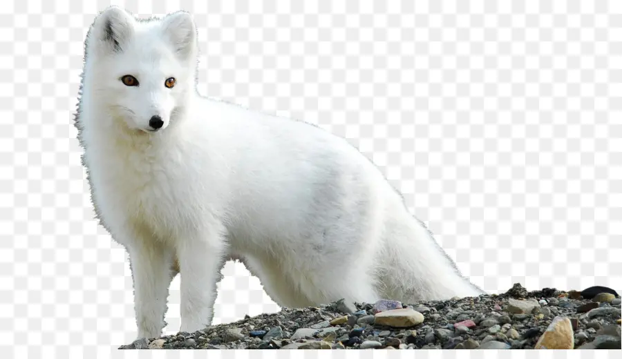 Arctic Fox，Arktik PNG