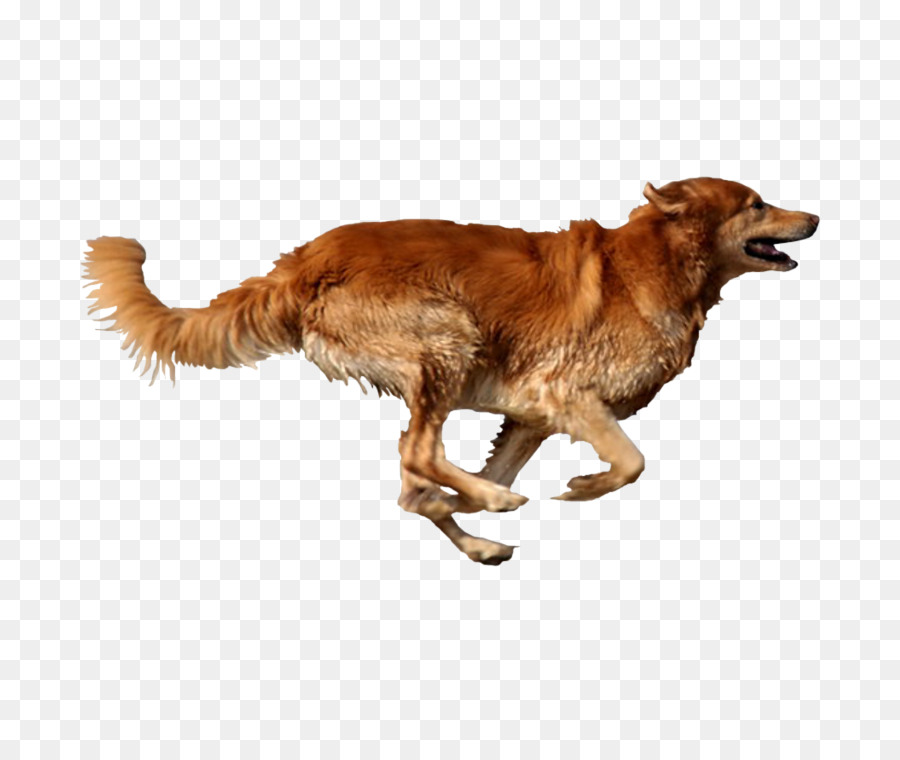 Anjing，Peliharaan PNG