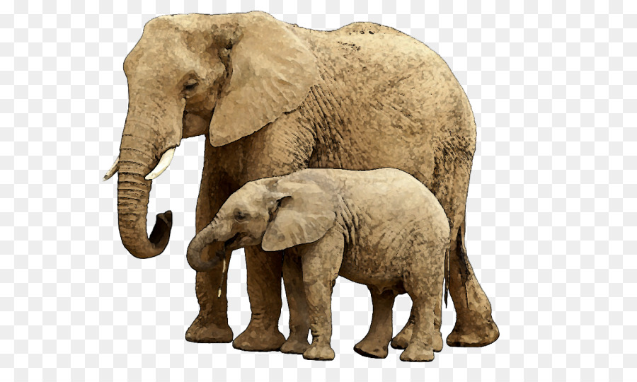 Gajah，Anak PNG