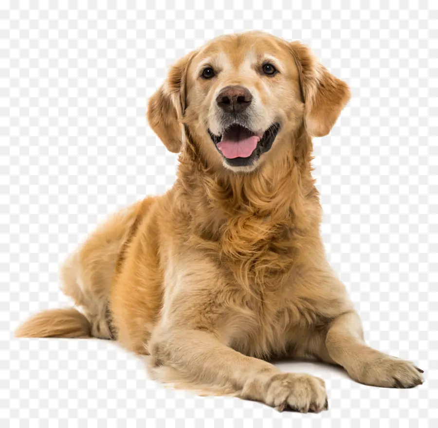 Anjing Golden Retriever，Anjing PNG