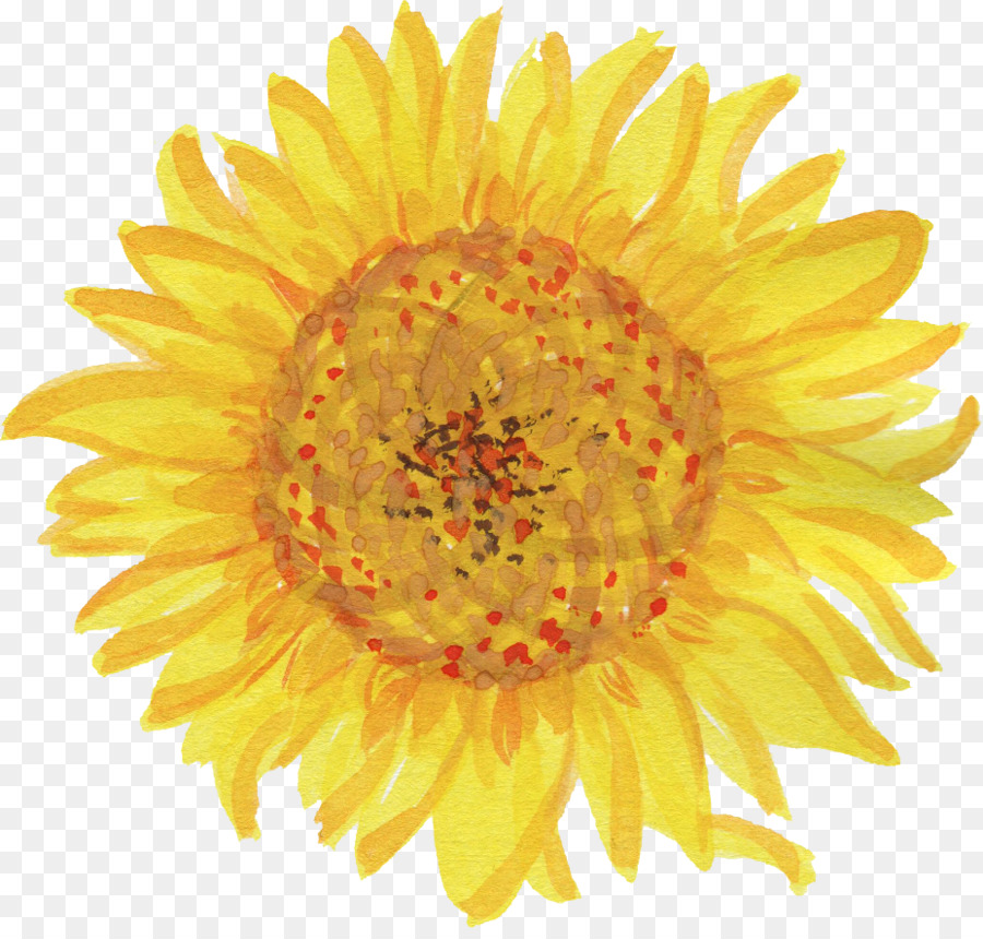 Umum Bunga  Matahari  Gambar  Logo  Gambar  Png