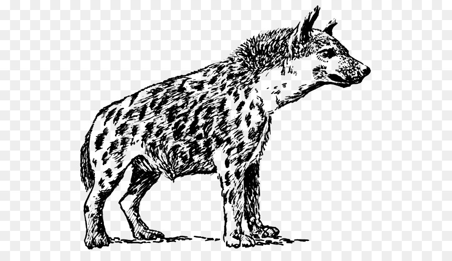 Hyena，Hyena Tutul PNG