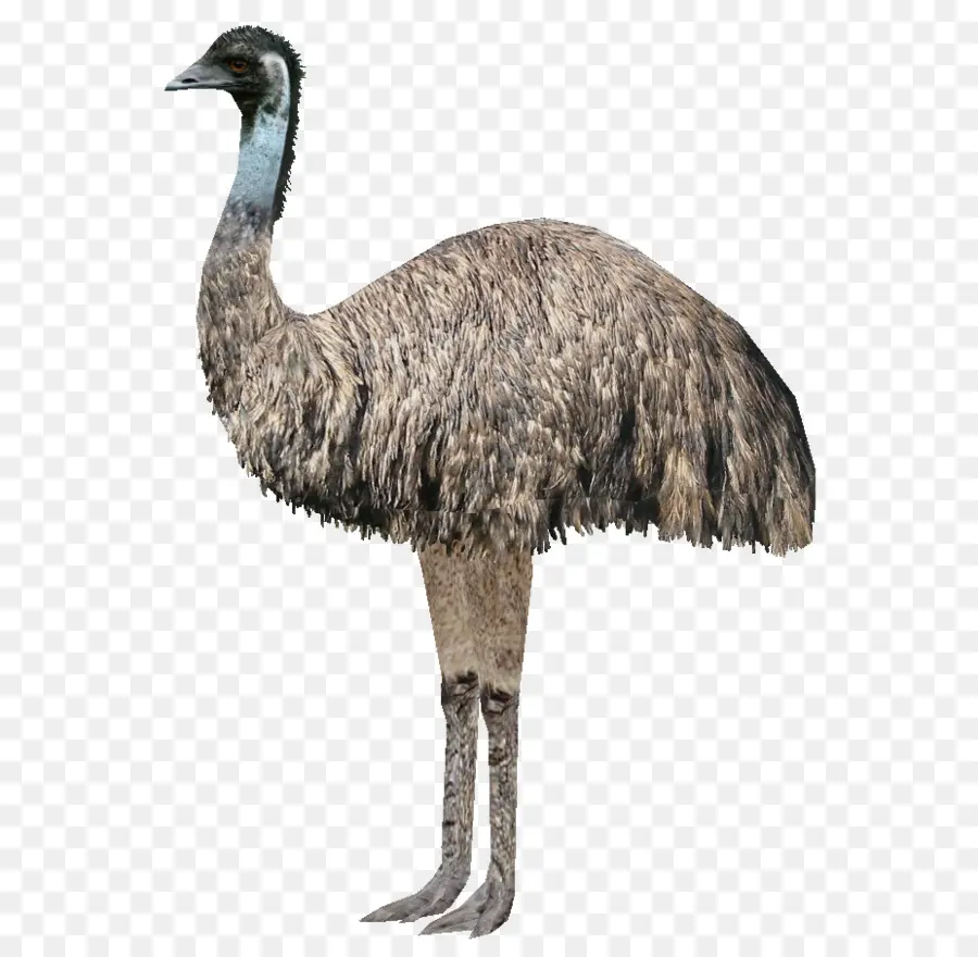 Emu Perang，Umum Burung Unta PNG