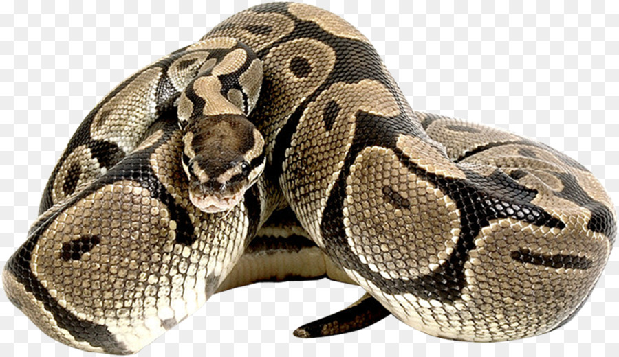  Ular  Ball Python Reptil gambar png