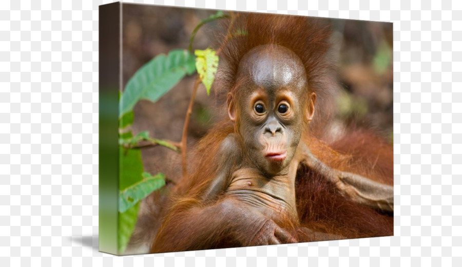 Simpanse，Borneo PNG