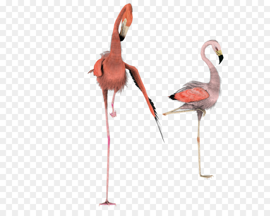 Flamingo，Berwarna Merah Muda PNG