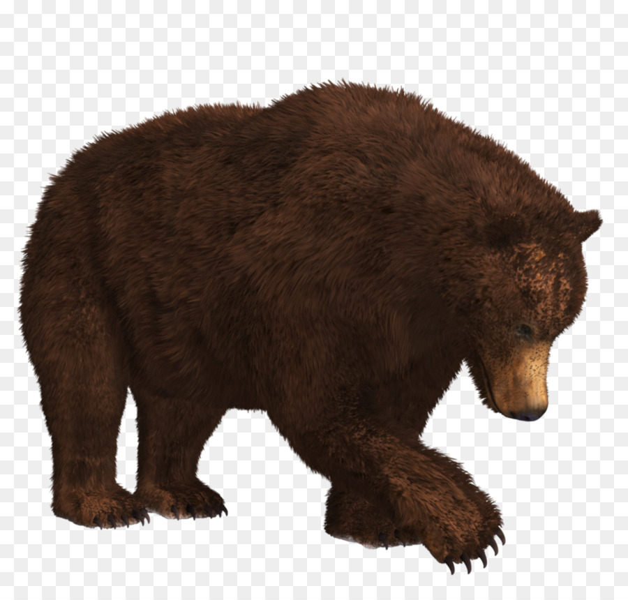 Beruang，Beruang Kutub PNG