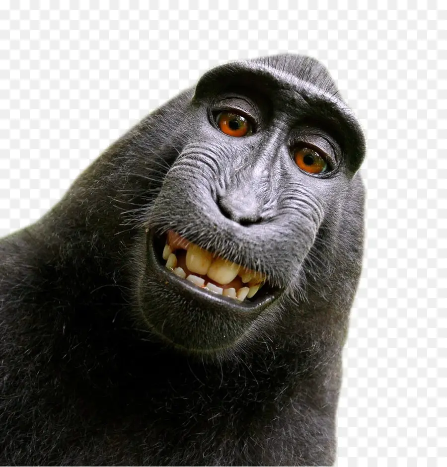 Monyet Celebes Jambul，Monyet Selfie PNG