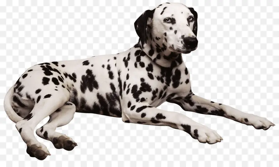 Anjing Dalmatian，Shar Pei PNG