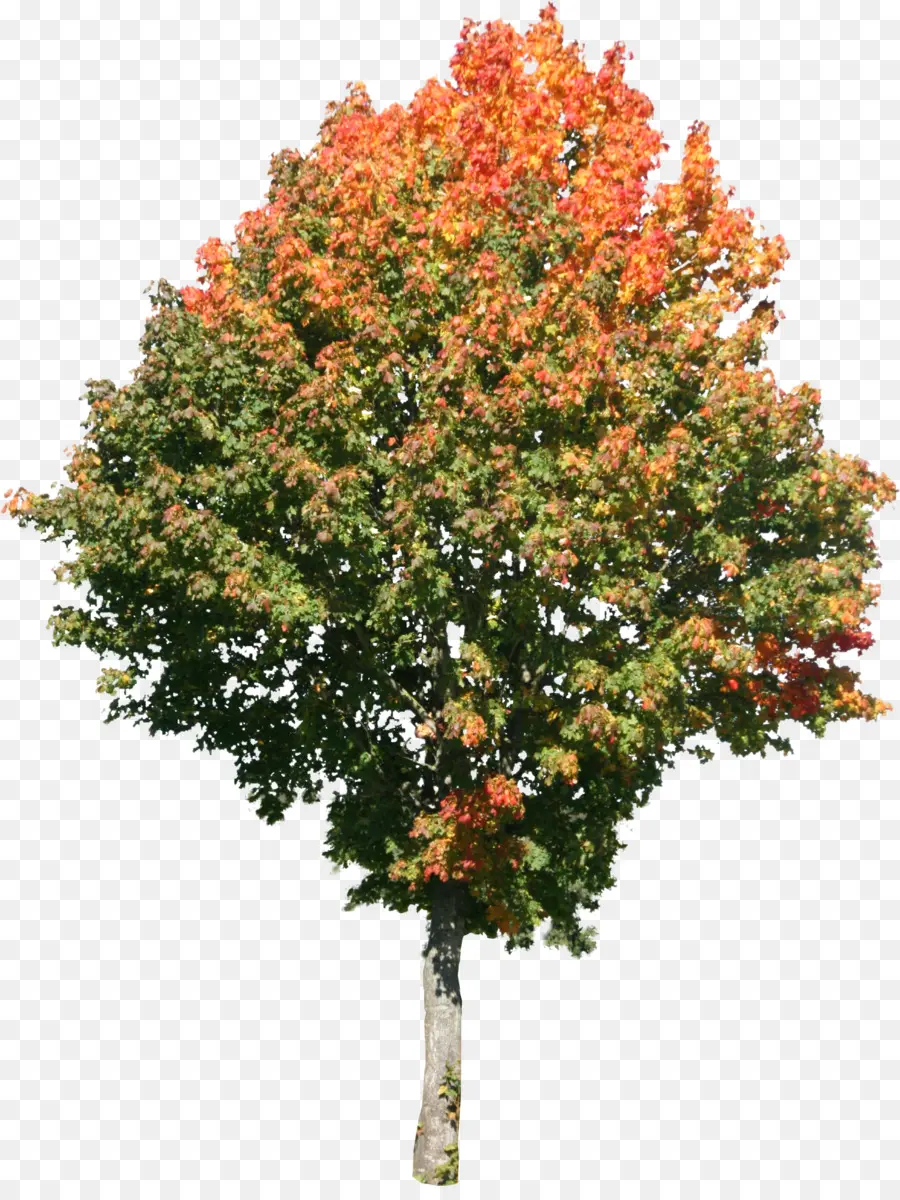Pohon，Maple PNG