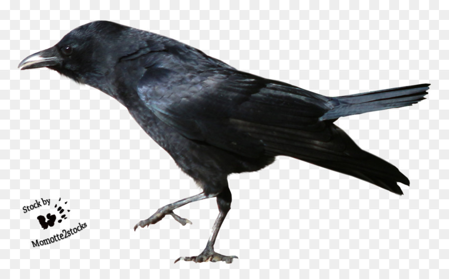 Burung Gagak，Hitam PNG