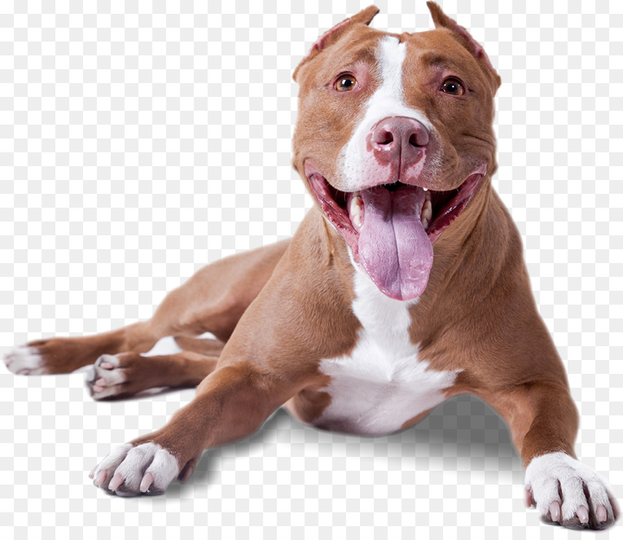 Pit Bull American Pit Bull Terrier Pengganggu Amerika Gambar Png