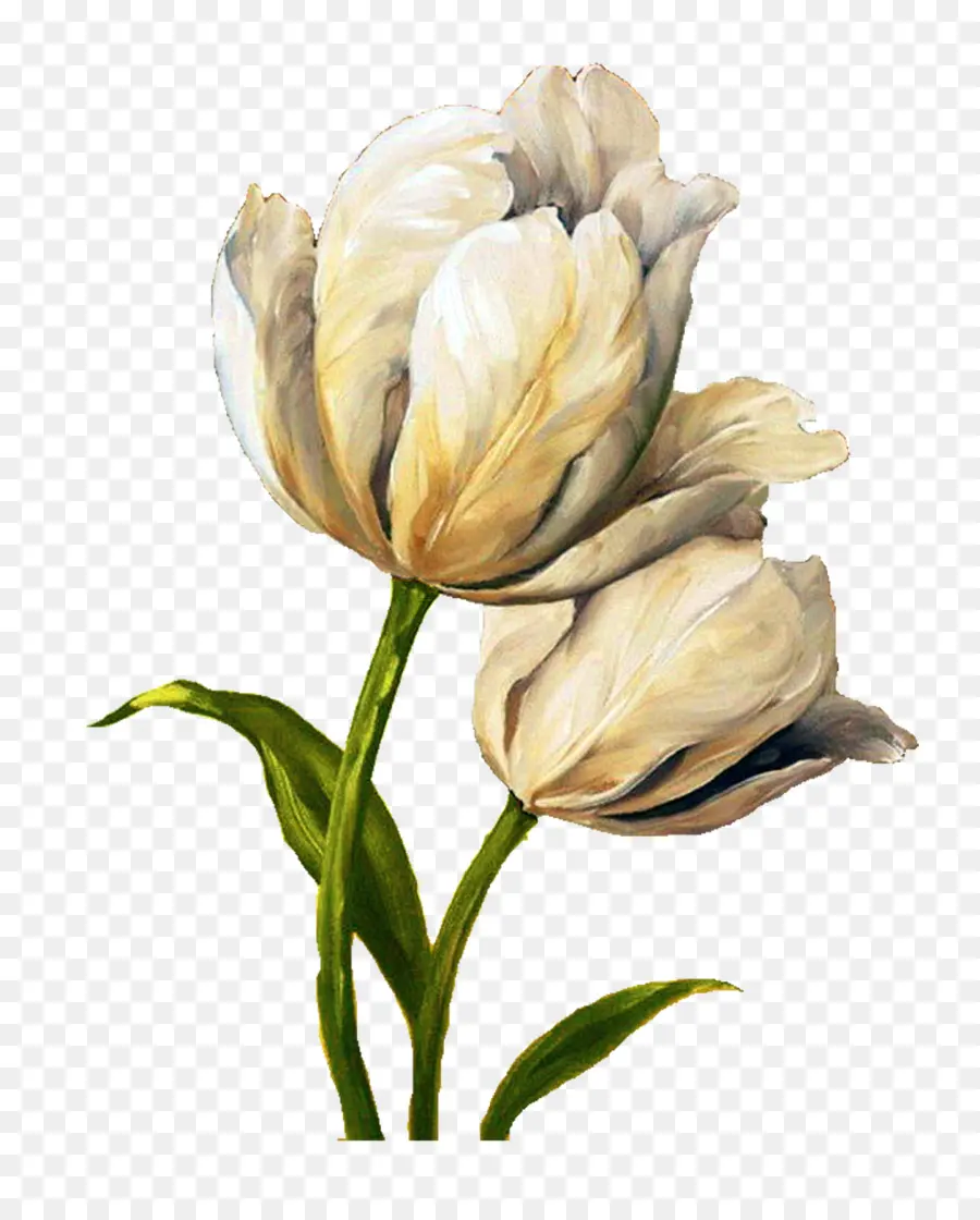 Tulip Putih，Bunga PNG