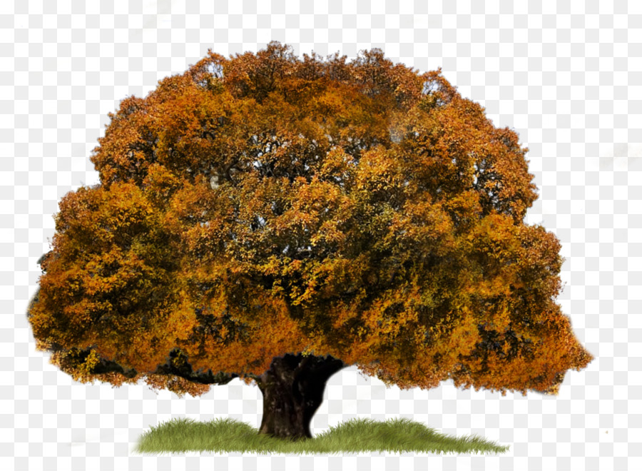 Pohon，Desainer PNG