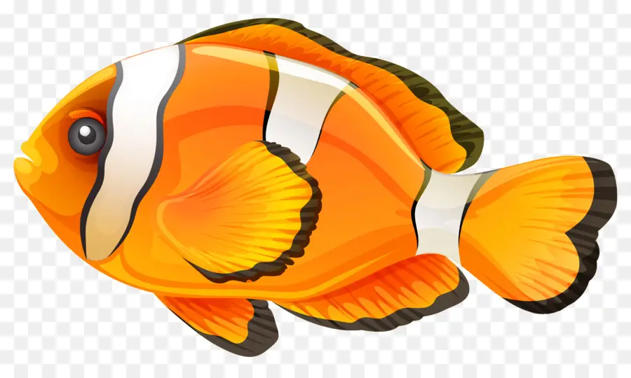 Ikan，Clownfish PNG